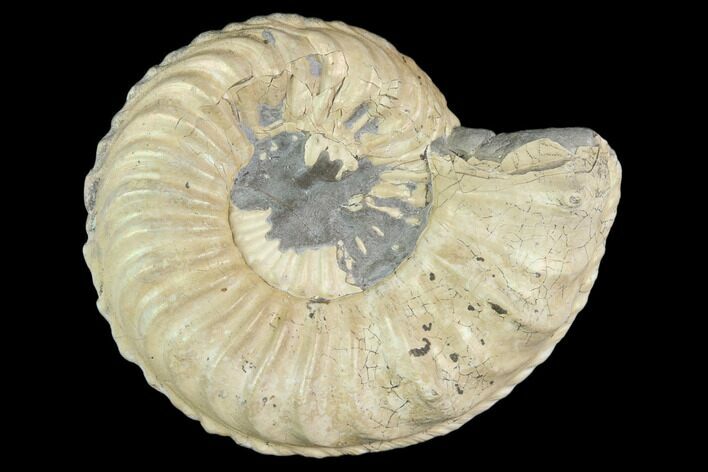 Ammonite (Pleuroceras) Fossil - Germany #125414